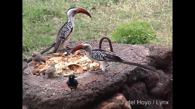 Northern Red-billed Hornbill - ML201317201