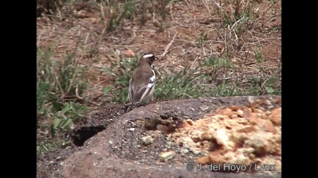 Tejedor Gorrión Cejiblanco (melanorhynchus) - ML201317211