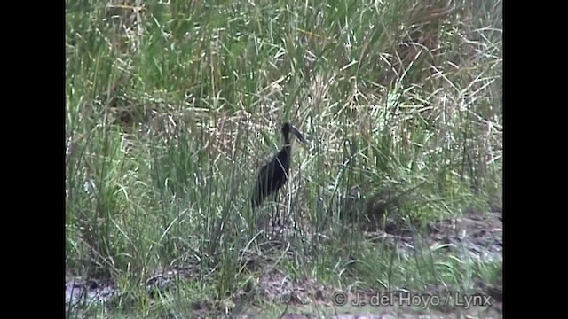 African Openbill - ML201317221