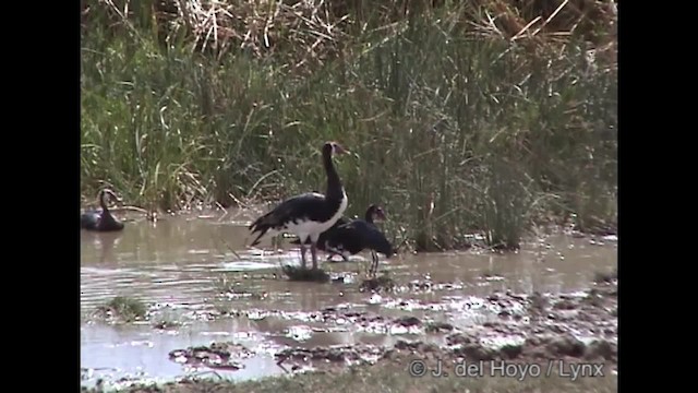 Oie-armée de Gambie (gambensis) - ML201317231