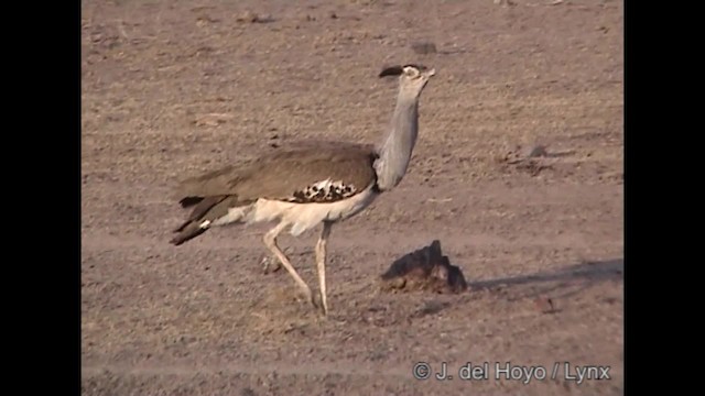 Kori Bustard - ML201317281