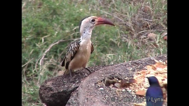 Northern Red-billed Hornbill - ML201317311