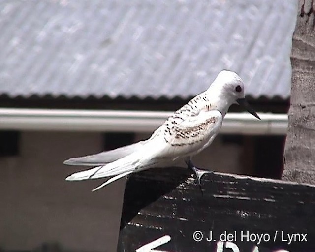 Gygis blanche (candida/leucopes) - ML201317341