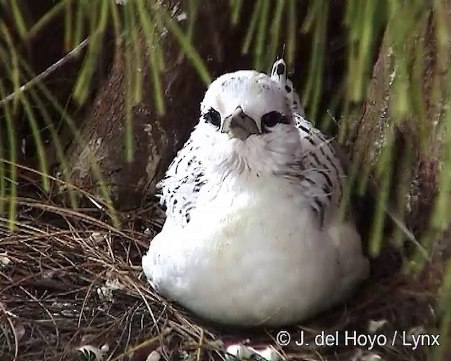 White-tailed Tropicbird (Indian Ocean) - ML201317351