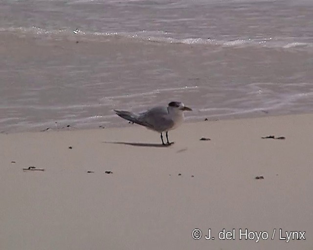 Great Crested Tern - ML201317361