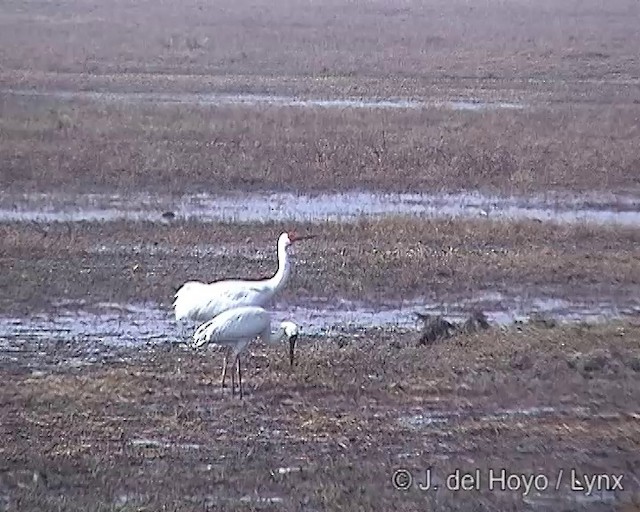 jeřáb bílý - ML201317371