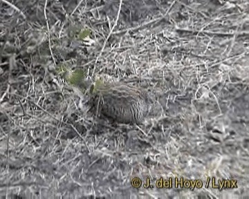 Barred Buttonquail - ML201317431