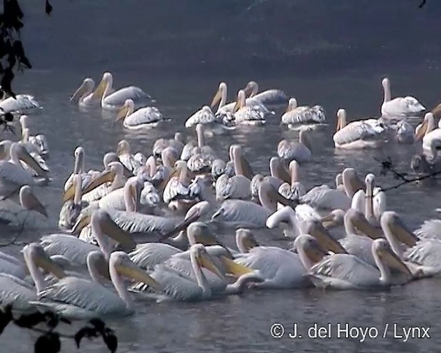 Great White Pelican - ML201317441