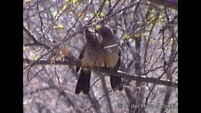 Black-faced Babbler - ML201317501