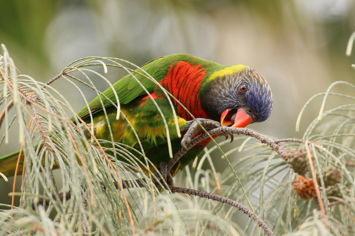 新幾內亞彩虹吸蜜鸚鵡 - ML20131751