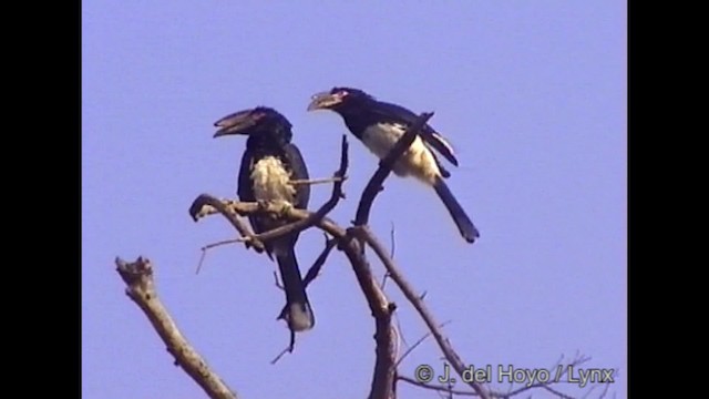 Trumpeter Hornbill - ML201317521