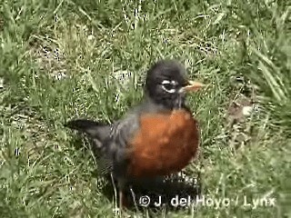 American Robin (migratorius Group) - ML201317541