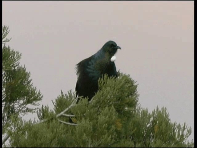 Mielero Tui - ML201317551