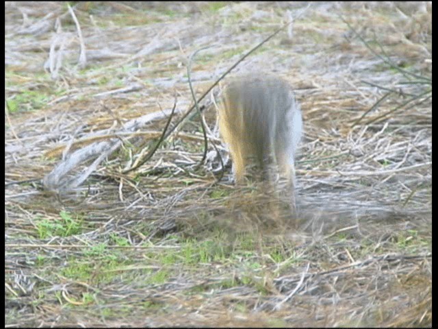 New Zealand Pipit - ML201317561