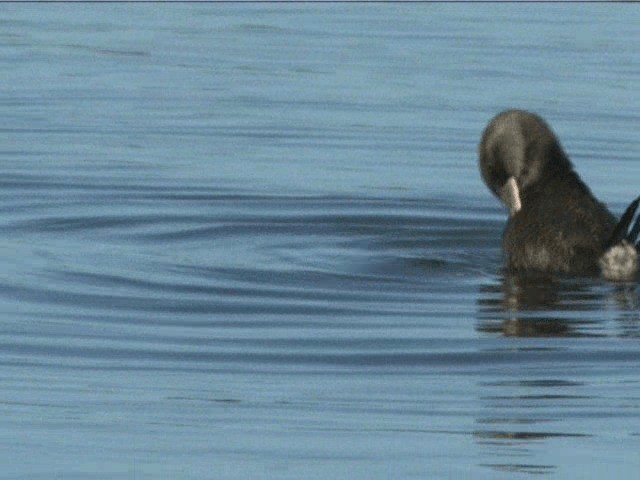 Musk Duck - ML201317581