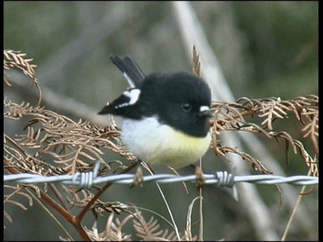 Tomtit (New Zealand) - ML201317601