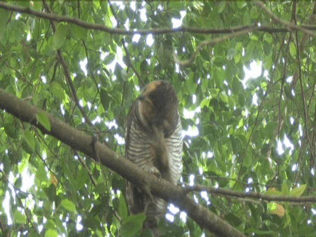 Spotted Wood-Owl - ML201317611