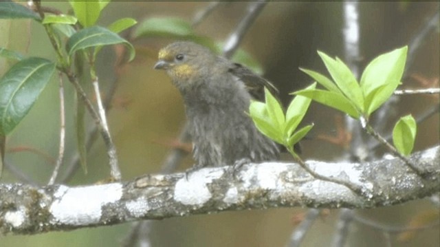 Crimson-browed Finch - ML201317621