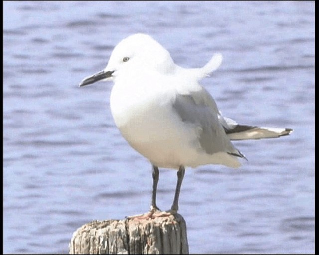 Black-billed Gull - ML201317631