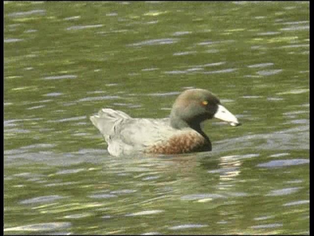 Blue Duck - ML201317641