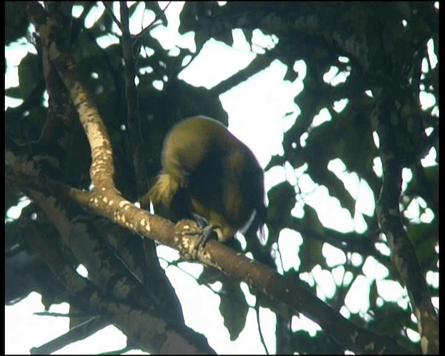 New Zealand Bellbird - ML201317651