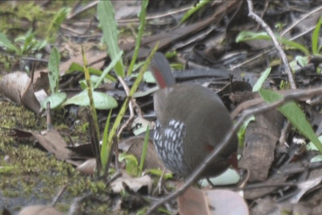 Red-eared Firetail - ML201317671