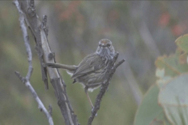 Western Fieldwren - ML201317681