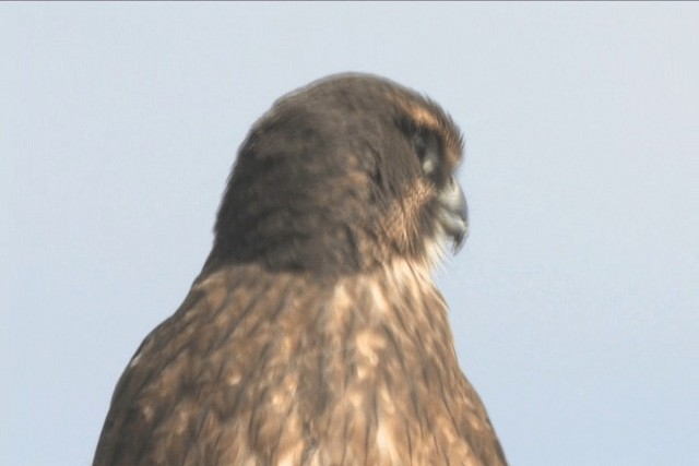 New Zealand Falcon - ML201317691