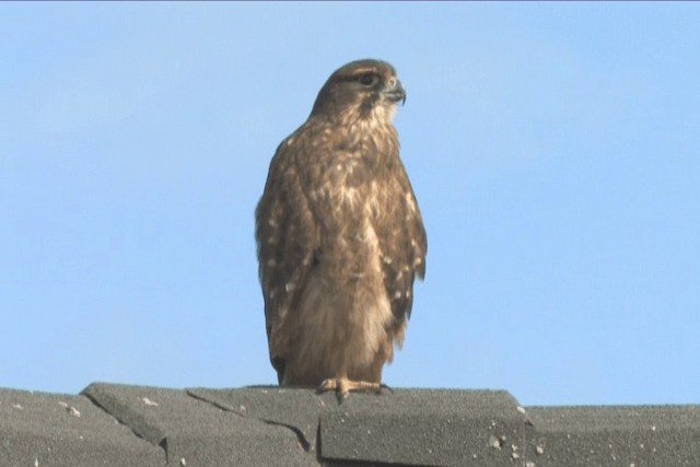 New Zealand Falcon - ML201317701