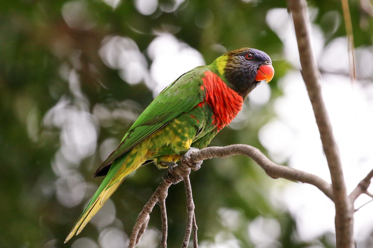 Hindistancevisi Loriketi - ML20131771