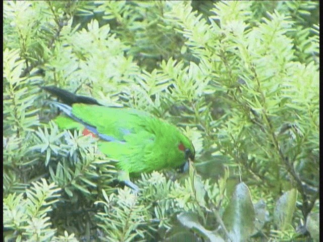 Red-crowned Parakeet - ML201317711