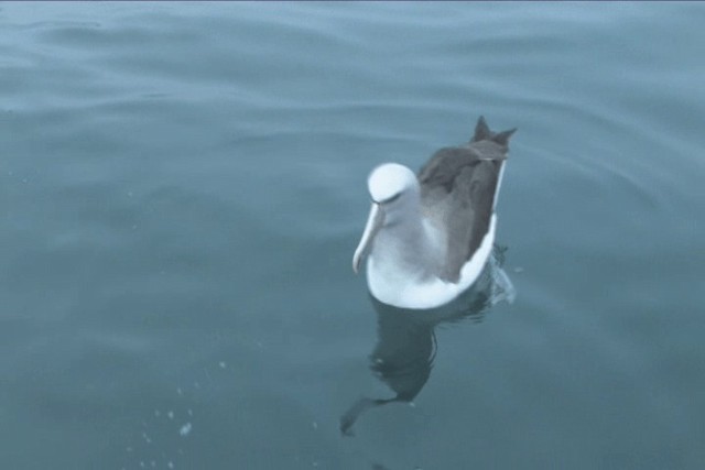 Salvin's Albatross - ML201317751