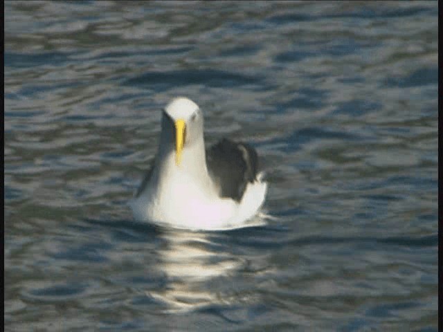 Buller's Albatross - ML201317771