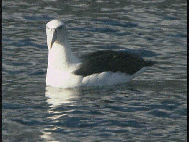 White-capped Albatross (steadi) - ML201317781