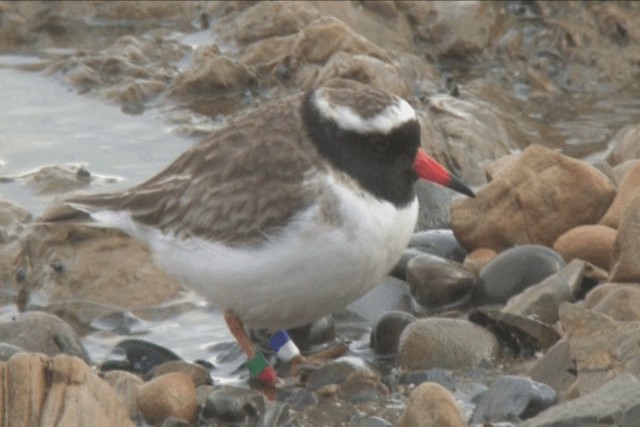 Shore Plover - ML201317791