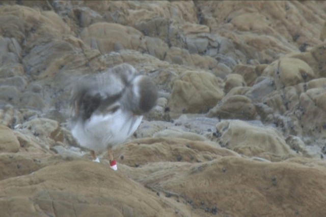 Shore Plover - ML201317801