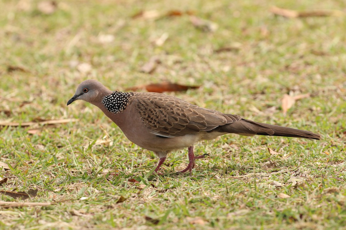Spotted Dove - ML20131781