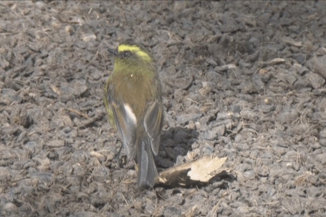 Yellow-bellied Chat-Tyrant - ML201317811