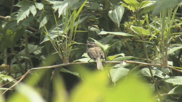 Agile Tit-Tyrant - ML201317851