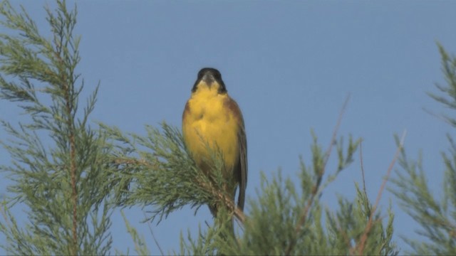 Хар толгойт хөмрөг - ML201317881