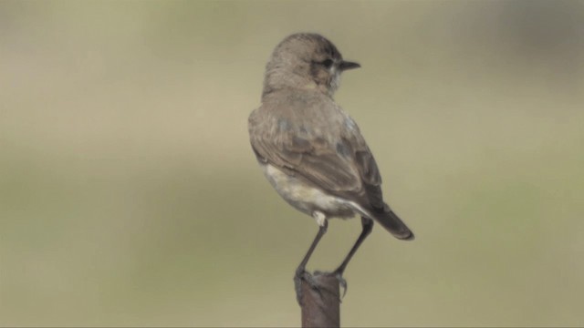 Isabelline Wheatear - ML201317891