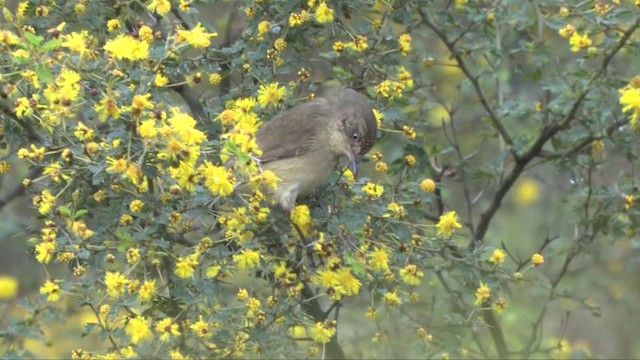 Western Thornbill - ML201317901