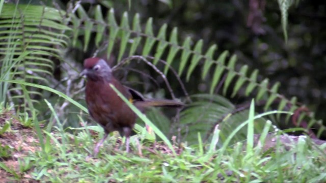 Malayan Laughingthrush - ML201317931