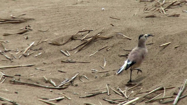 Xinjiang Ground-Jay - ML201317941