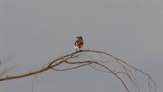 Xinjiang Ground-Jay - ML201317961