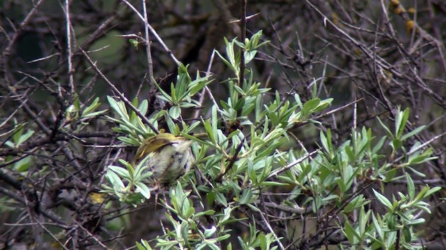 Gansu Leaf Warbler - ML201317991