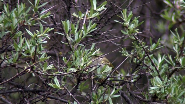 Gansu Leaf Warbler - ML201318001