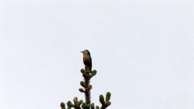 Przevalski's Nuthatch - ML201318021