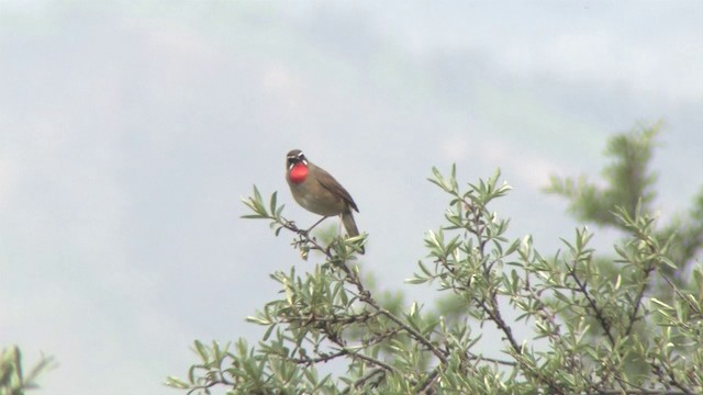 Siberian Rubythroat - ML201318031