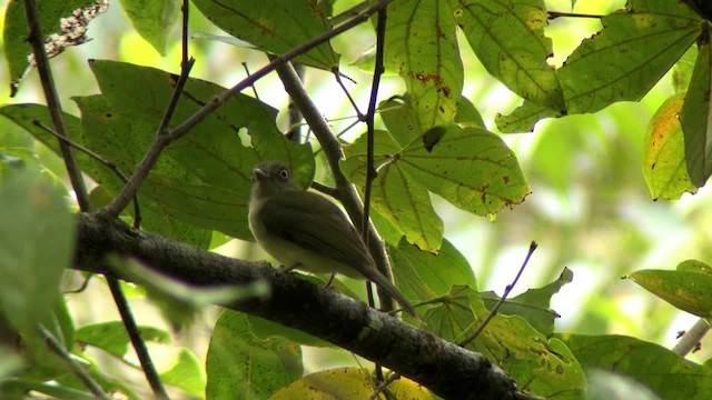 Sulphur-bellied Tyrant-Manakin - ML201318051